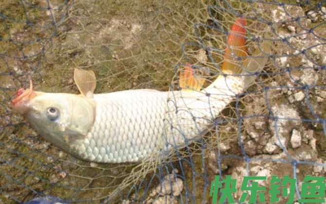 钓鲤鱼