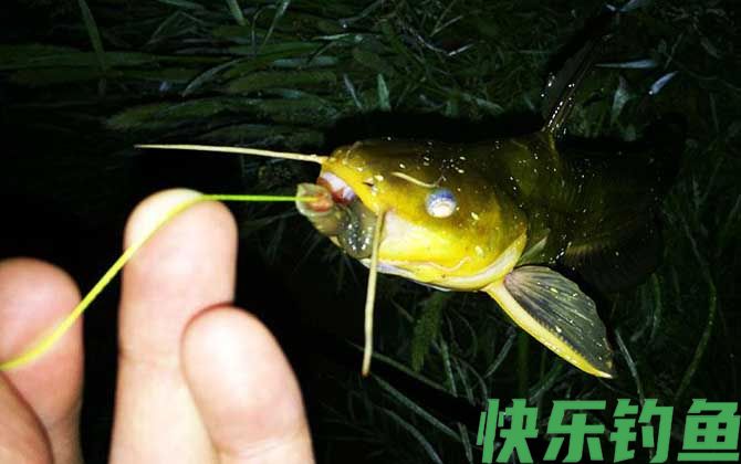 夜钓黄颡鱼
