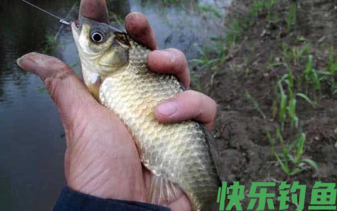 蚯蚓钓鲫鱼