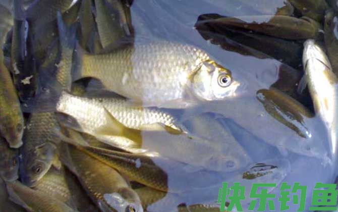 钓鲫鱼
