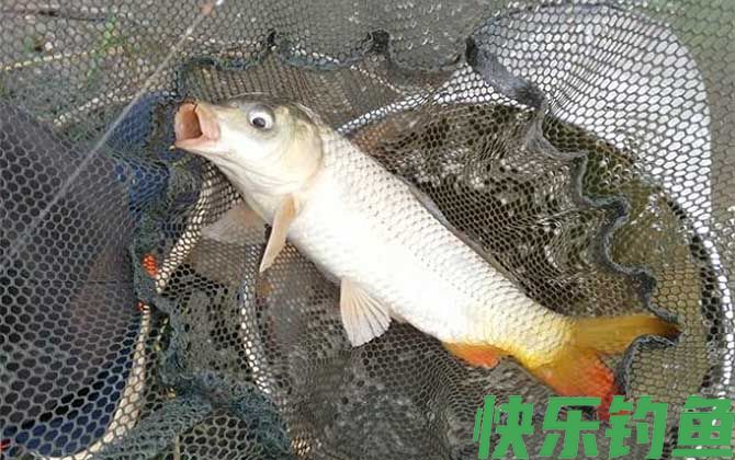 野钓鲤鱼