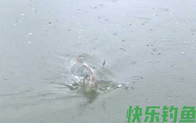 五月钓鱼