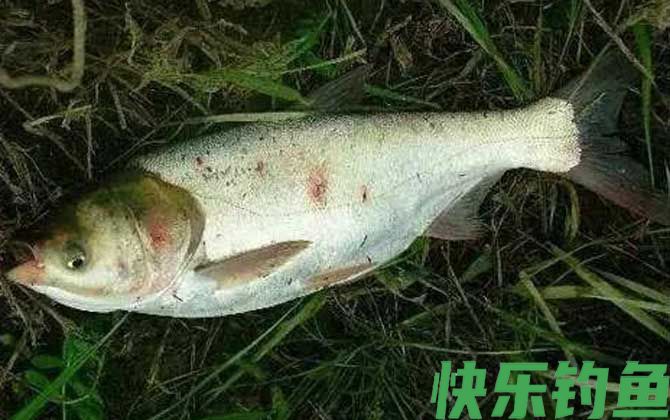 鲢鳙
