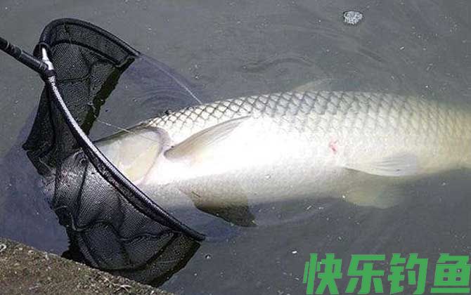 草鱼