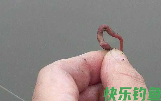 蚯蚓钓鲫鱼