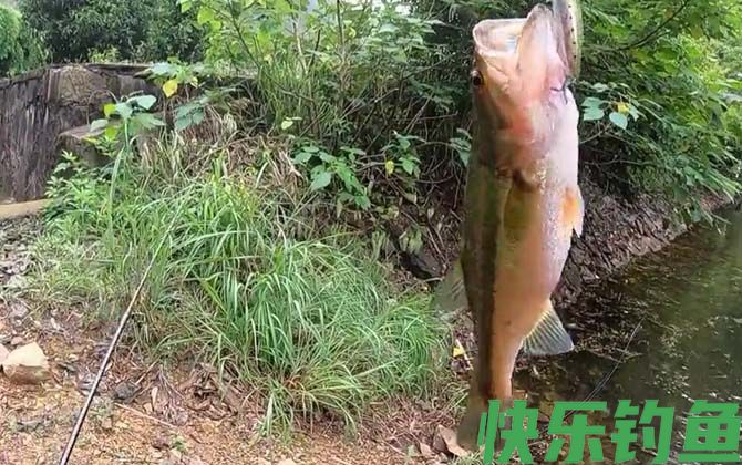 路亚鲈鱼