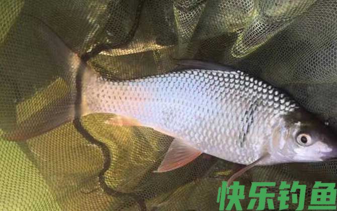 钓大鱼