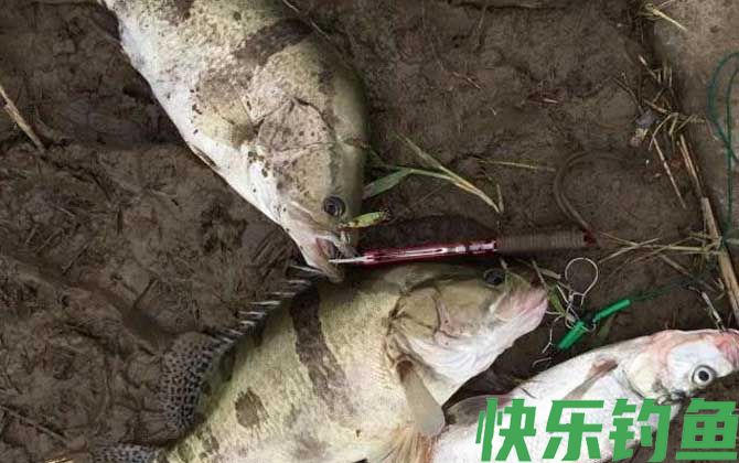 钓鳜鱼
