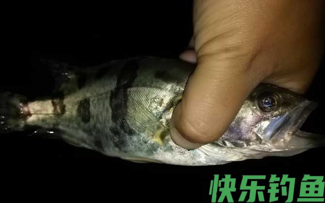 钓鳜鱼