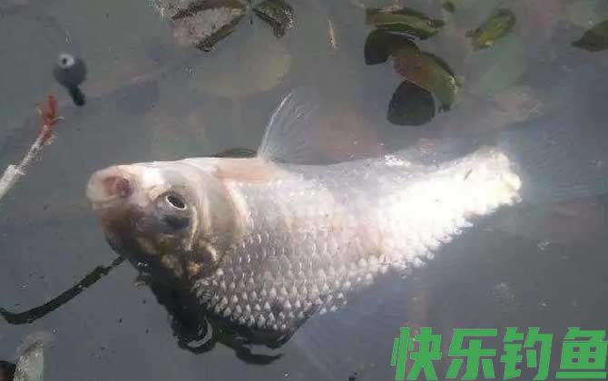 蚯蚓钓鱼