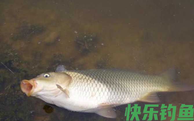 钓鲤鱼