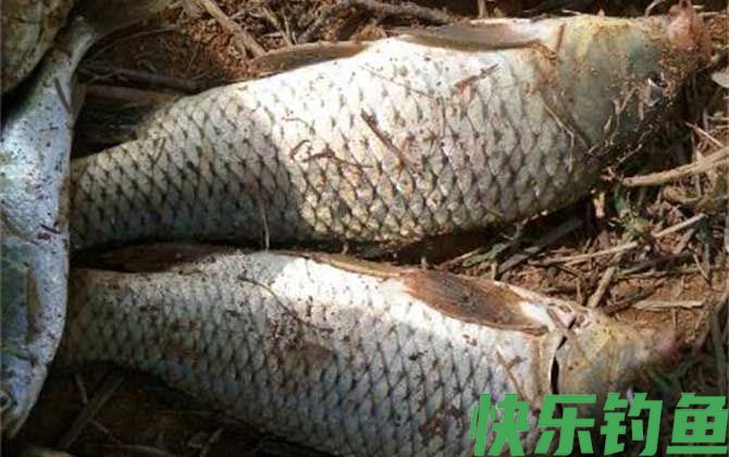 钓鲤鱼