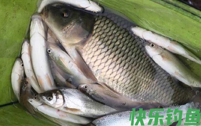 钓鲤鱼
