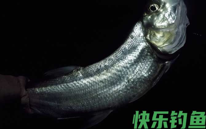 玉米钓翘嘴