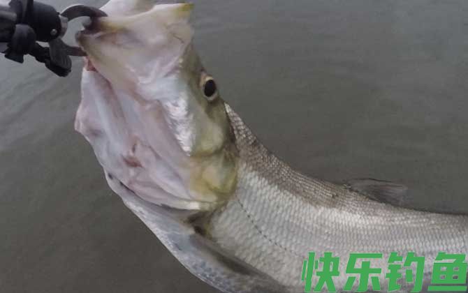 玉米钓翘嘴