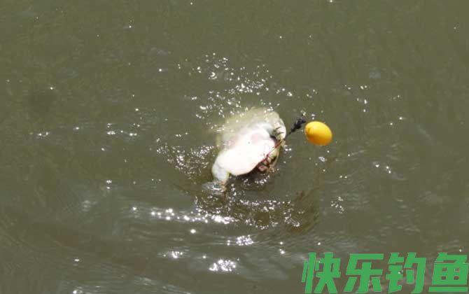 钓甲鱼