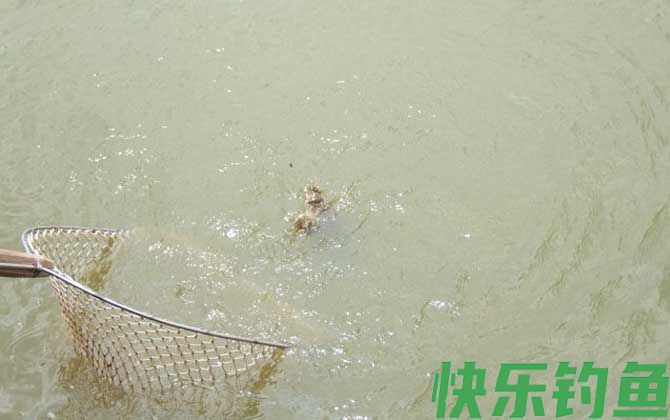 钓甲鱼