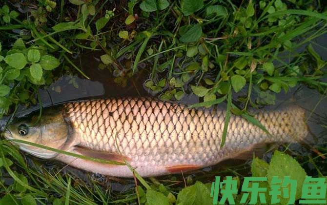 钓草鱼