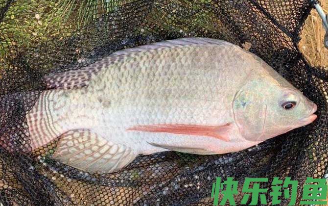 钓罗非鱼