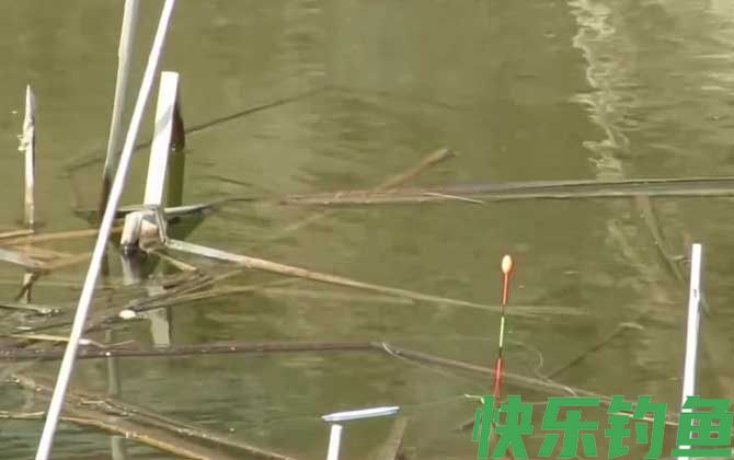 钓鱼