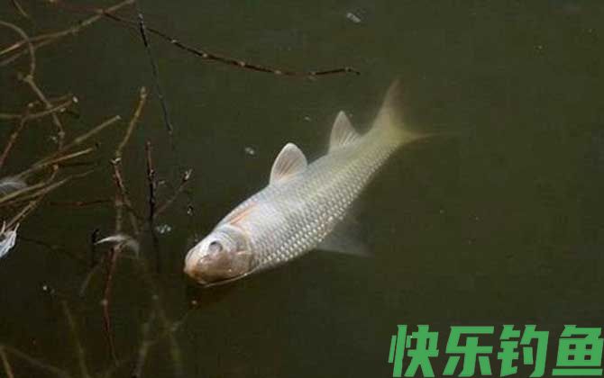 钓土鲮鱼
