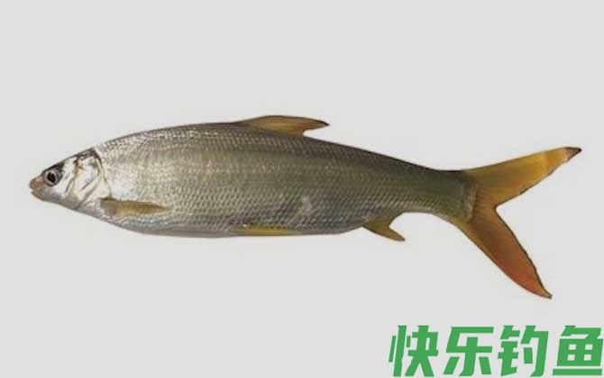 钓鲴鱼