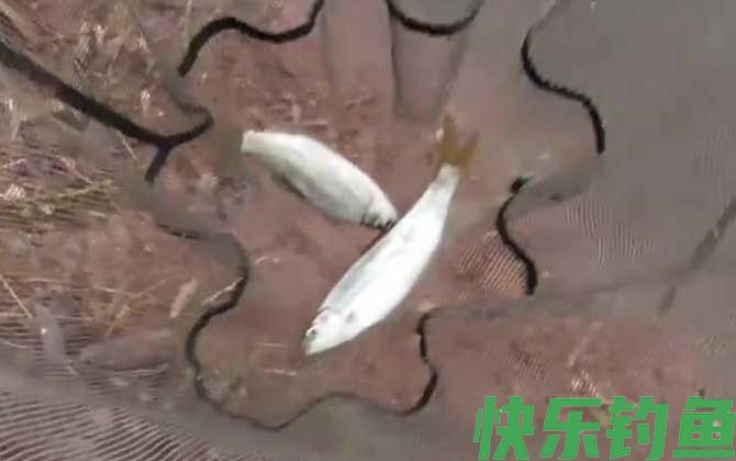 钓鲴鱼