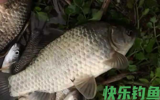 二月钓鱼