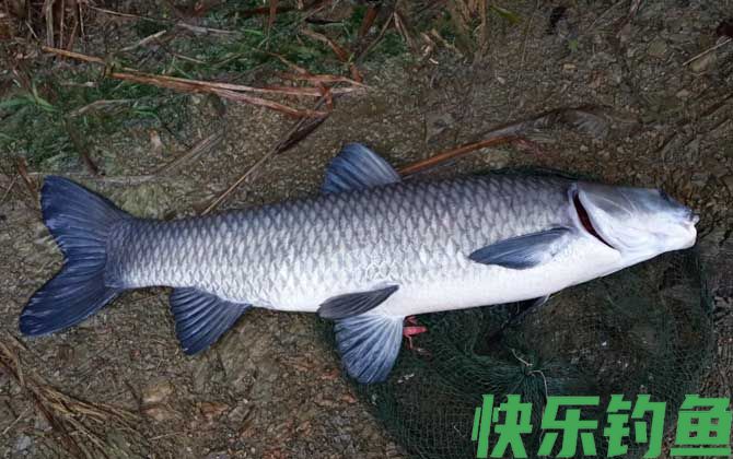 冬季钓青鱼