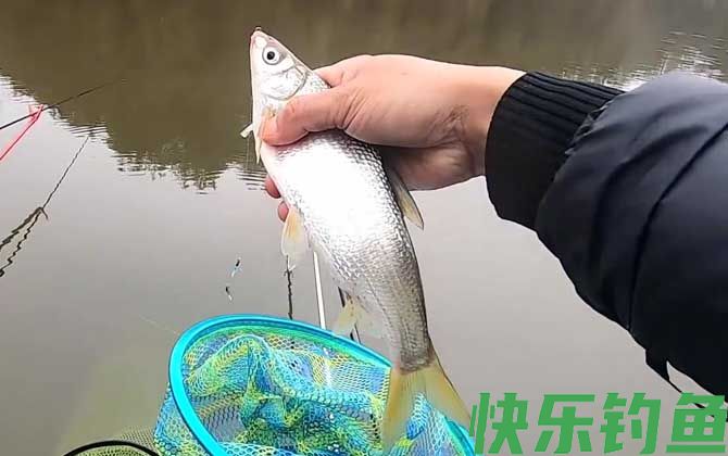 钓鲴鱼