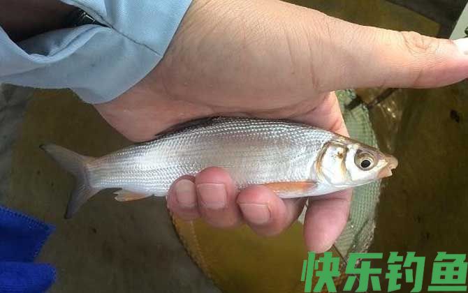 黄尾鱼