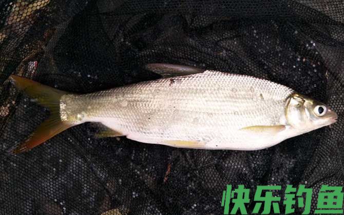 黄尾鱼
