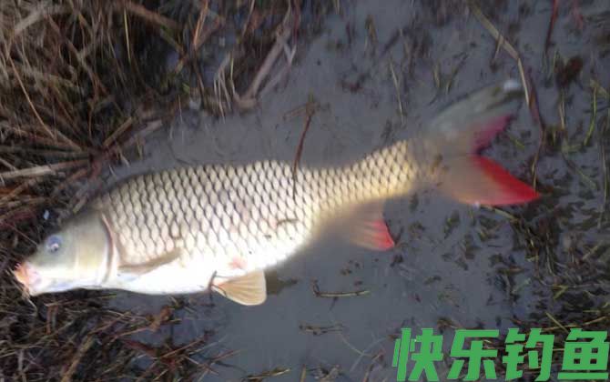 长竿短线钓