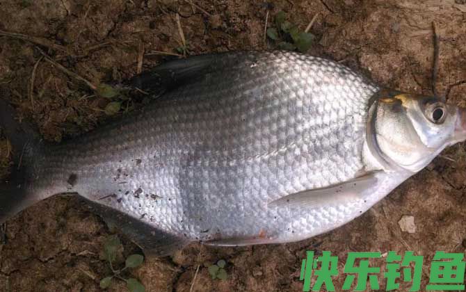 鳊鱼