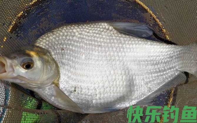 鳊鱼