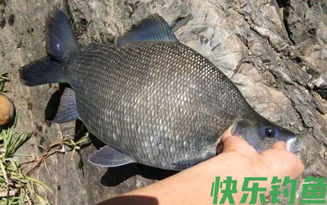 鳊鱼