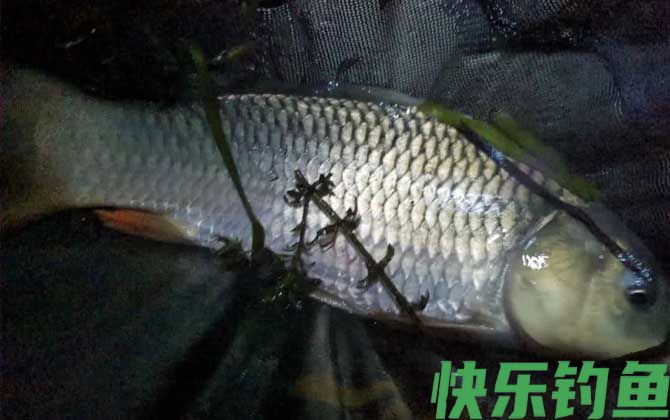 钓大鱼