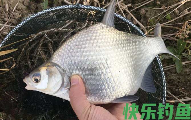 钓鳊鱼