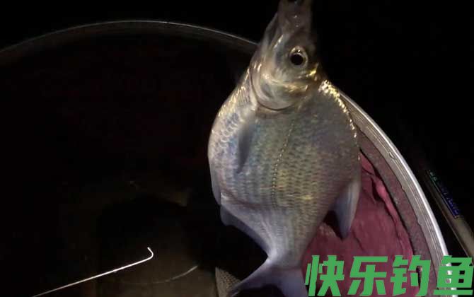 钓鳊鱼
