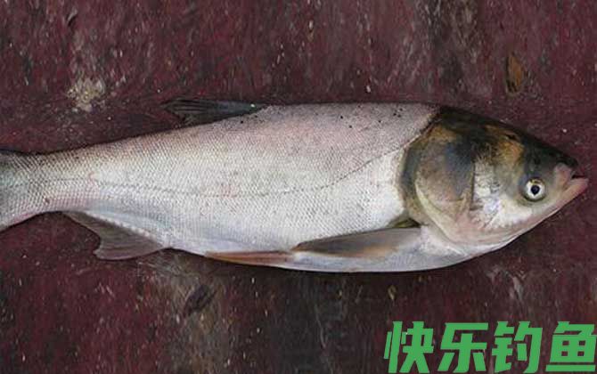 钓鲢鳙鱼