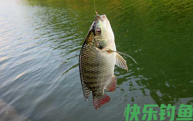 罗非鱼