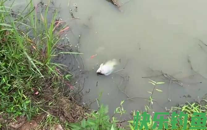 罗非鱼