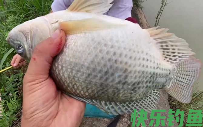 罗非鱼