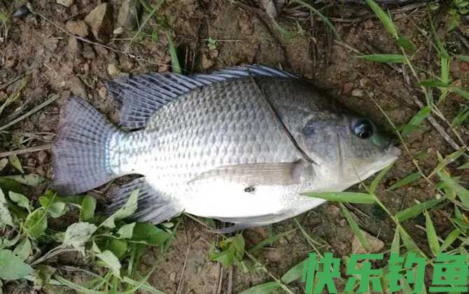 罗非鱼