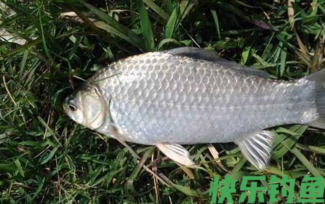 蚯蚓钓鲫鱼