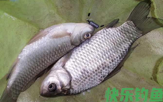 蚯蚓钓鲫鱼