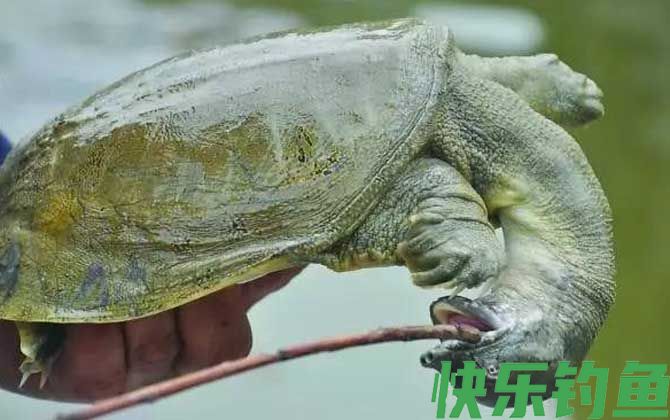 钓甲鱼