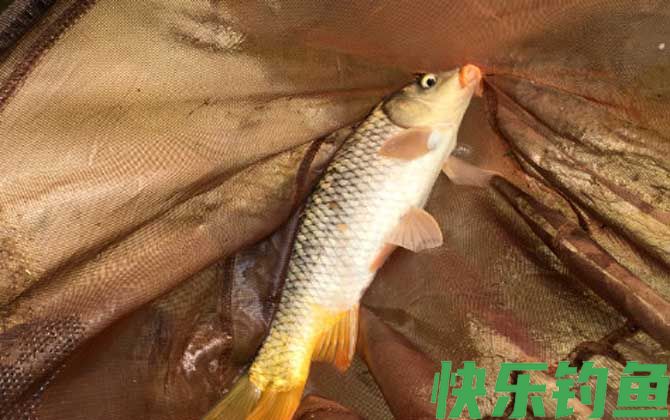 钓鲤鱼