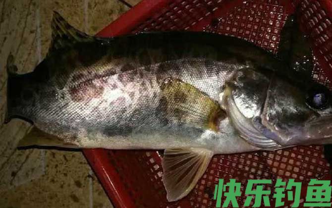 鳜鱼