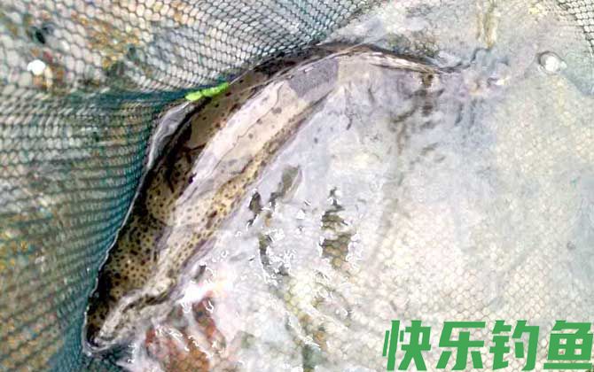 鳜鱼